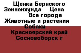 Щенки Бернского Зенненхунда  › Цена ­ 40 000 - Все города Животные и растения » Собаки   . Красноярский край,Сосновоборск г.